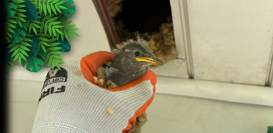 a man holding a common starling