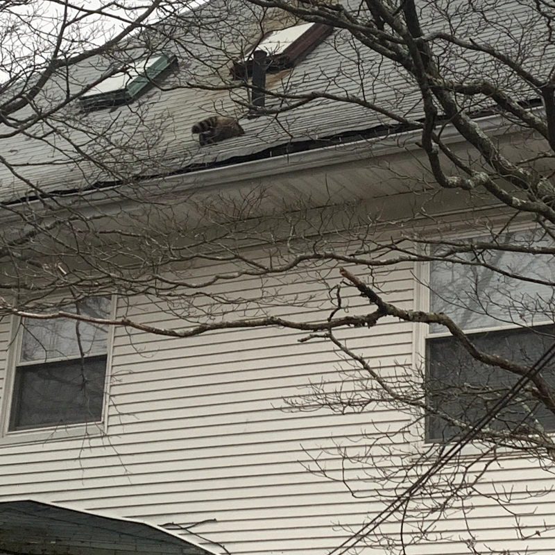 a racoon spotted going inside the roof hole
