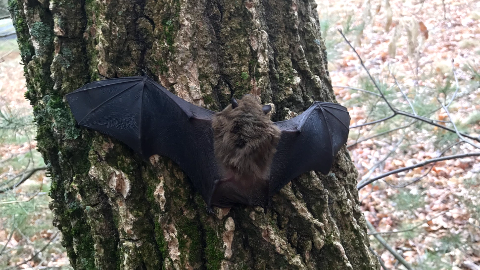 a serotine bat on a tree